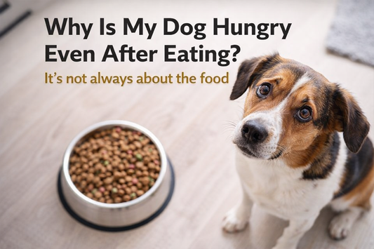 Why Some Dogs Stay Hungry Even After Eating