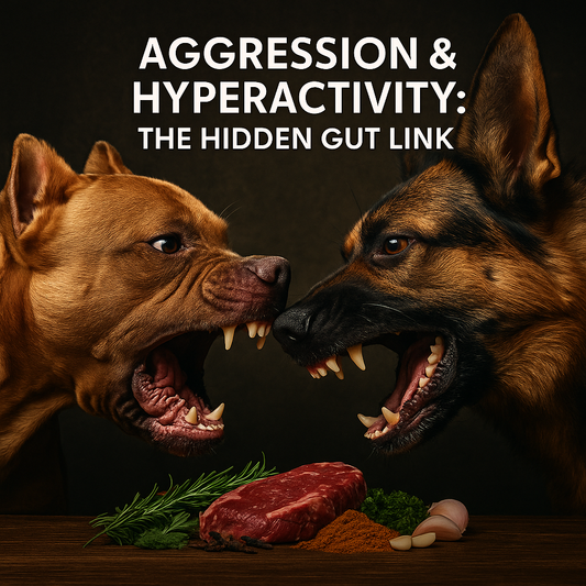 Two muscular dogs, a Pitbull and a German Shepherd, facing each other with intense eye contact symbolizing aggression and hyperactivity, with fresh meats and herbs below, representing gut health connection