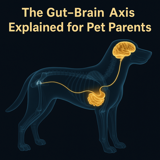 Scientific illustration of a Beagle dog showing the Gut–Brain Axis connection. Transparent X-ray view highlights the gut and brain linked by a glowing golden neural pathway, symbolizing communication between digestion and mood