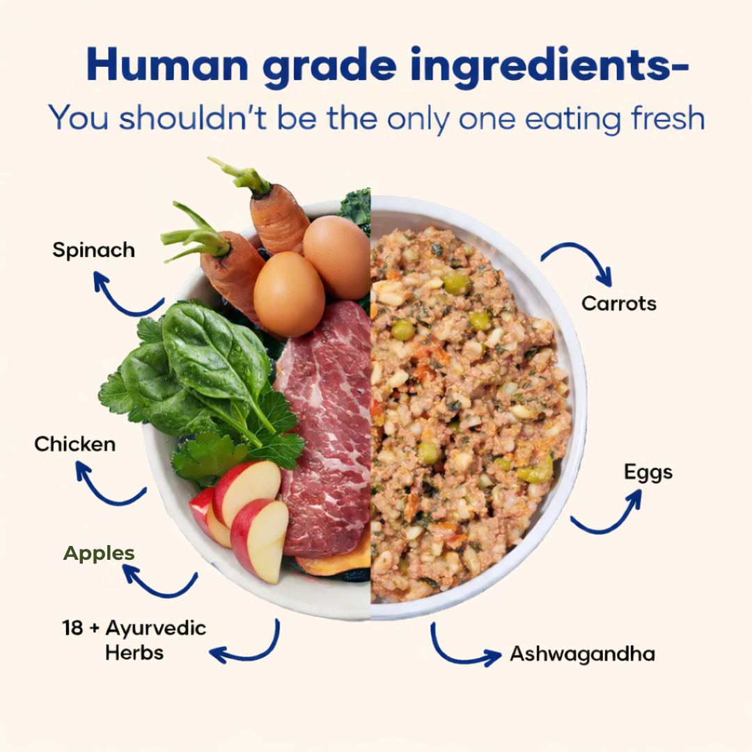 Chicken and Apple - Fresh Human-Grade Wet Dog Food 200 g