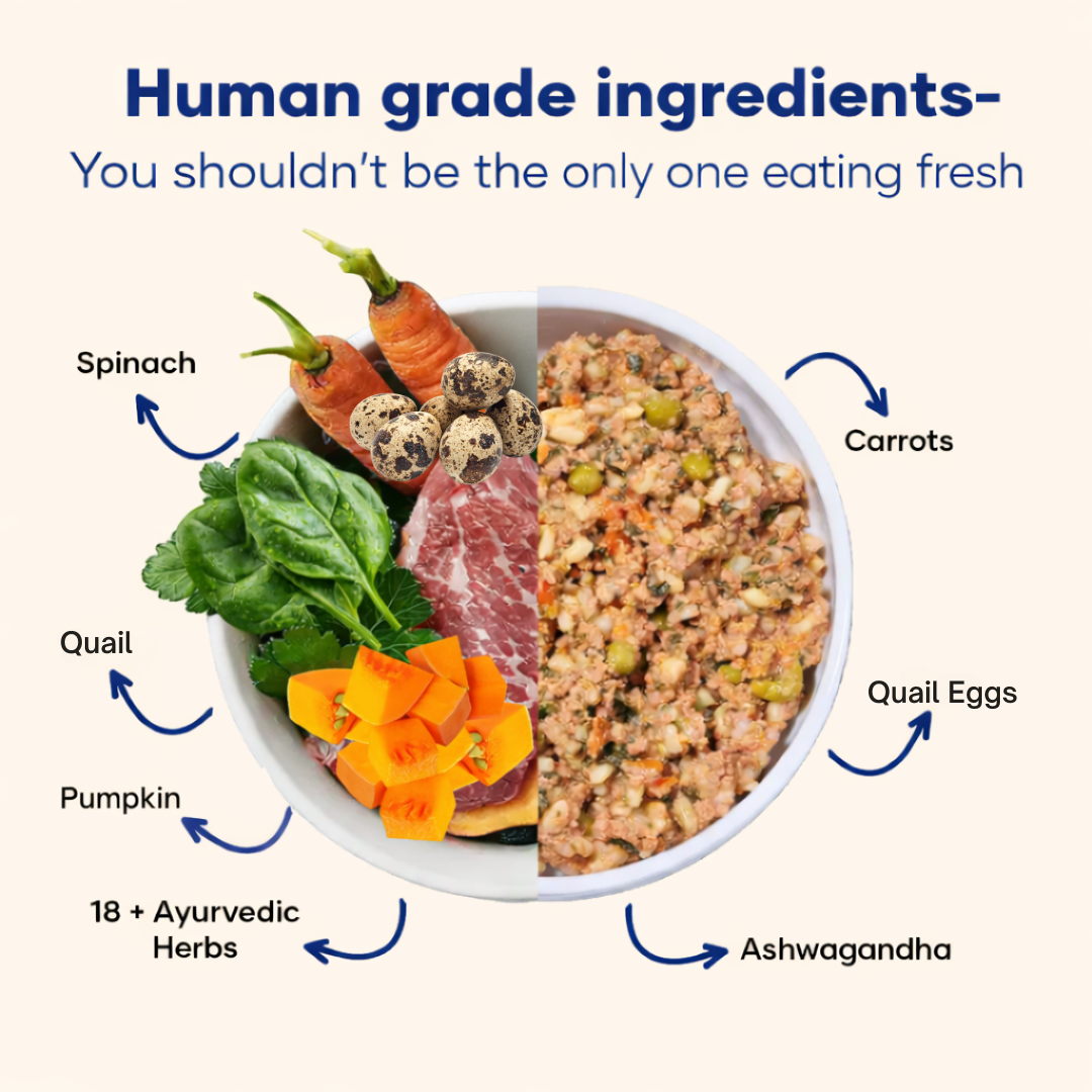Quail and Pumpkin - Fresh Human-Grade Wet Dog Food 200 g